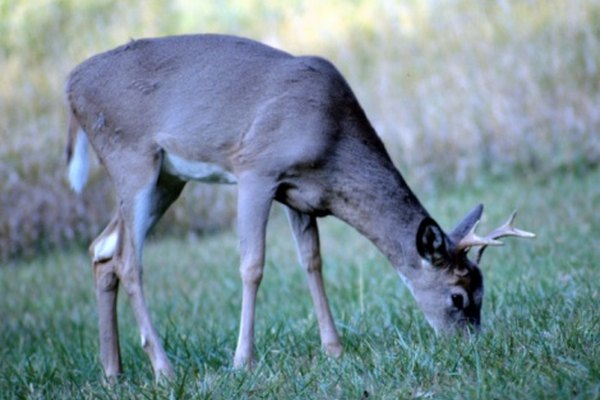 Los ciervos y otros animales de pastoreo puede causar grave daños en las granjas y jardines.