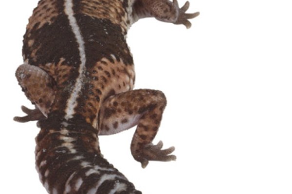 Las salamandras pierden sus colas para evitar a los predadores.