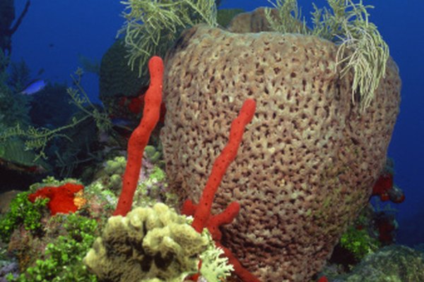 El coral debe ser saludable para mantener a raya a las corona de espinas.