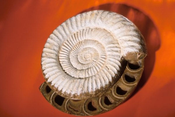 helix fossil