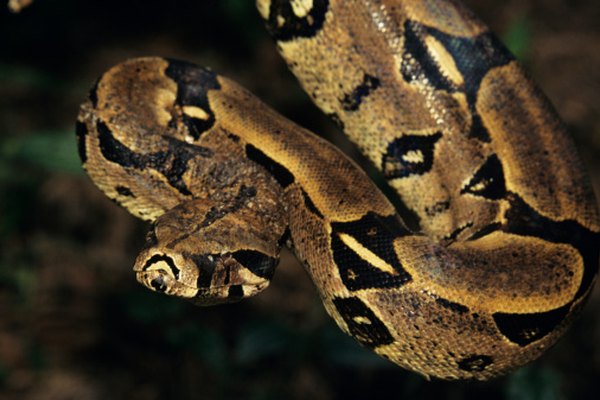 La boa es una de las serpientes más grandes del mundo y una de las pocas que dan a luz a sus crías.