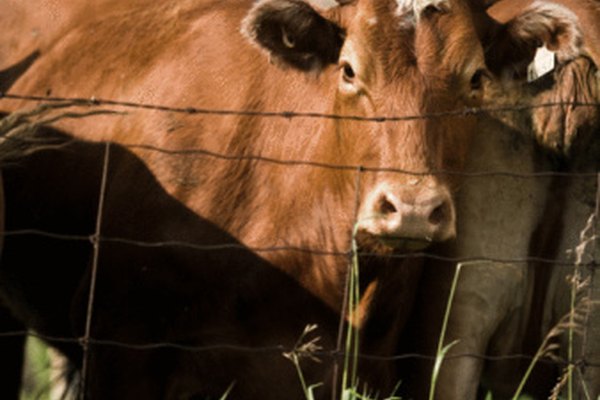 La especialización bovina se encuentra en muchas universidades veterinarias canadiense debido a la industria de ganado de ese país.
