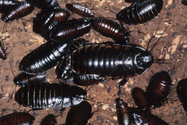 Encontrar un insecto de color oscuro tipo escarabajo puede hacerte pensar inmediatamente en las cucarachas.