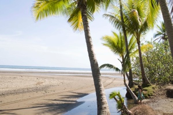 Las palmeras son monocotiledóneas.