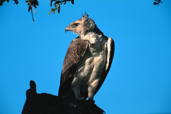 Un águila marcial africana sentada en una posadera.