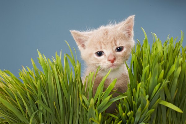 A menudo los gatos mastican hierba.