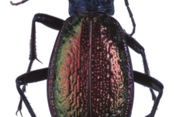 Algunas especies de escarabajos de tierra tienen una apariencia metálica.