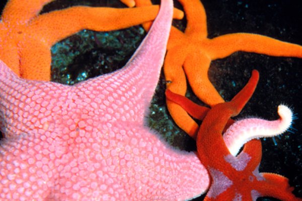 Existen más de 1.800 subespecies de estrellas de mar.