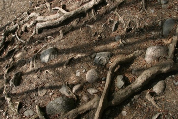 La erosión del suelo puede conducir a que la tierra se vuelva árida.