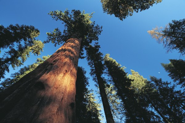 Secoyas gigantes en un bosque.