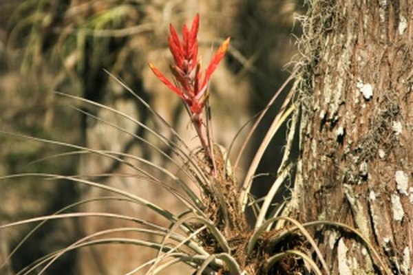 Las plantas epífitas viven en los árboles, pero no se alimentan de ellos.