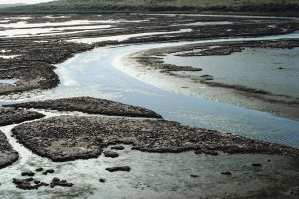 Las grandes planicies de barro en los estuarios pueden ser hogar de muchos invertebrados excavadores.
