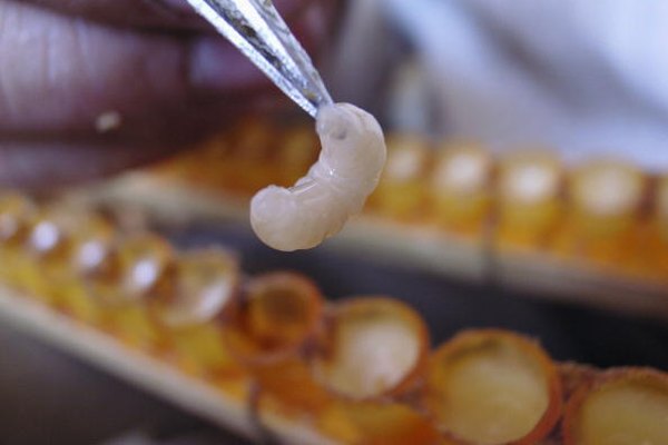 Reconocer larvas sanas de abejas de la miel es un primer paso para mantener una colmena sana.