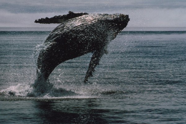 Una brincadora ballena jorobada muestra su forma simplificada y sus aletas grandes.