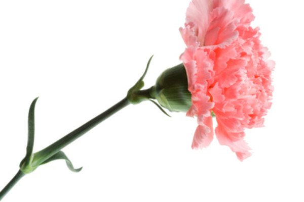 Los claveles vienen en muchos colores, tales como el rosa.