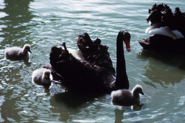 Los cisnes negros son nativos de Australia.