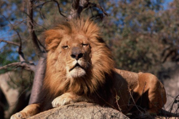 Los leones están bien adaptados para sobrevivir en la naturaleza.