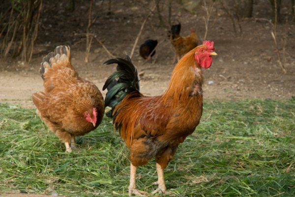 Los gallos son delgados y altos, comparados con la gallina que es baja y cuadrada.