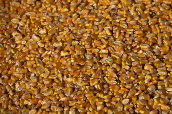 Los granos de maíz no son suaves, pero son tan densos y resbaladizos que pueden ayudar a crear una barrera de golpes para tu huevo.