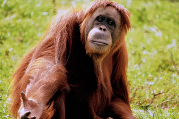 Los humanos y los orangutanes, ambos grandes simios, pueden haber tenido un antepasado común.