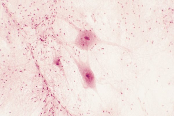 La ETC toma lugar adentro de la mitocondria, organelas pequeñas que producen energía que residen en cada célula.