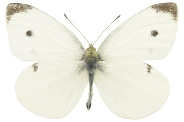 La antena de la mariposa tiene un bulbo en el extremo.