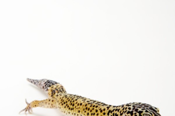 Los geckos pueden vivir cerca de 22 años como mascotas.