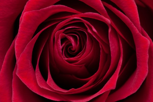 Puedes recrear una rosa natural con tela.