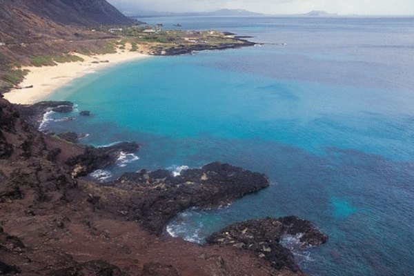 Los corales son pequeños animales que necesitan agua salada para sobrevivir.