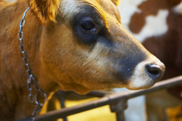 Los ojos humanos y de las vacas tienen algunas similitudes y diferencias.