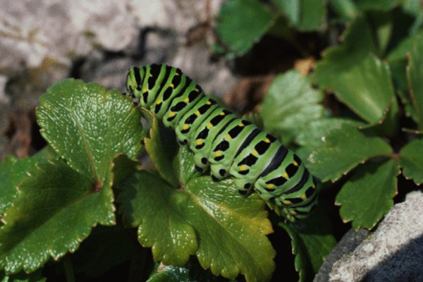 Las mariposas experimentan un desarrollo indirecto y comienzan su vida siendo orugas.