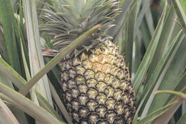 Las piñas y muchas otras frutas tropicales son monocotiledóneas.