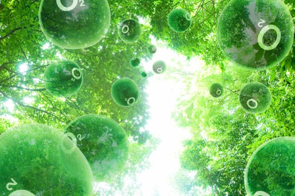 Las plantas producen el oxígeno que los animales necesitan respirar.