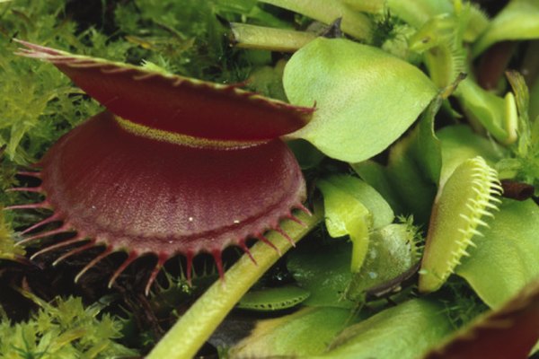Los jugos digestivos de la Venus atrapamoscas extrae nitrógeno de los insectos.