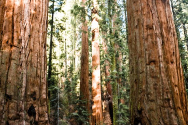 Los árboles sequoia dependen en buena medida de la lignina y la celulosa para su estructura.
