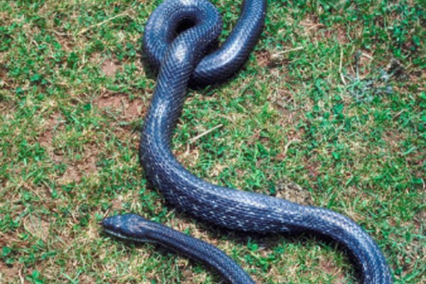 Las serpientes ratoneras pueden ser negras o marrones.