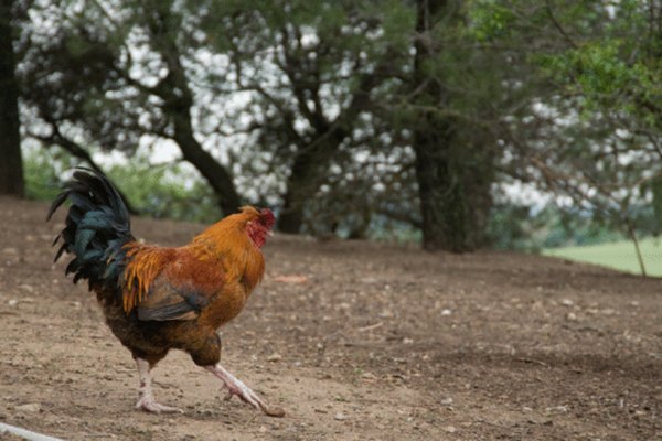 Los gallos lucen sus colas largas y fluidas durante el cortejo.