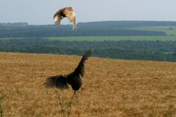Los halcones puede volar en picada hacia sus presas a grandes velocidades.