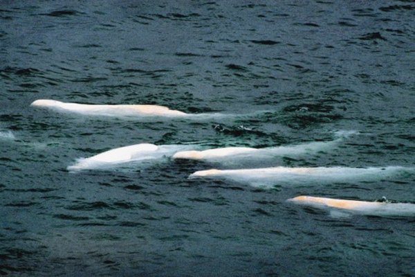 Las ballenas beluga entran a los estuarios del Ártico para procrear y alimentarse.