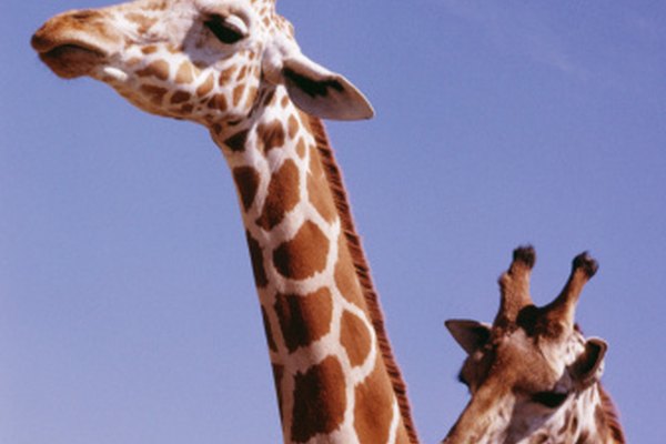 Cuáles son los animales que viven en los bosques