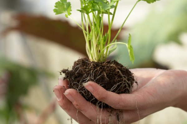 Las raíces proporcionan agua, nutrientes y apoyo.