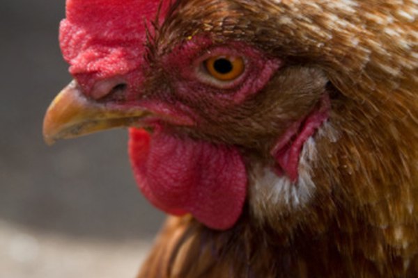 Debes tener en cuenta varios factores para identificar la raza de tu pollo.