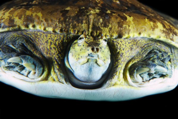 Los herpetólogos estudian a los reptiles, como las lagartijas, y a los anfibios, como a esta tortuga.
