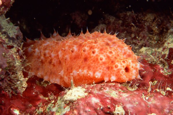 Incluso los equinodermos, como los pepinos de mar, pueden ser descomponedores.