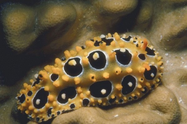 Las babosas de mar son moluscos gastrópodos lejanamente relacionados a las babosas y los caracoles de jardín.