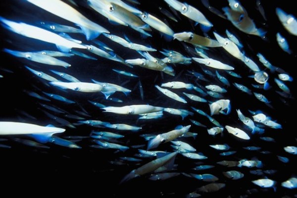 Las especies de calamar vienen en una variedad de tamaños pero tienen tipos corporales similares.
