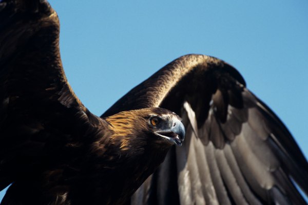 El águila real es la más común entre las águilas del desierto.