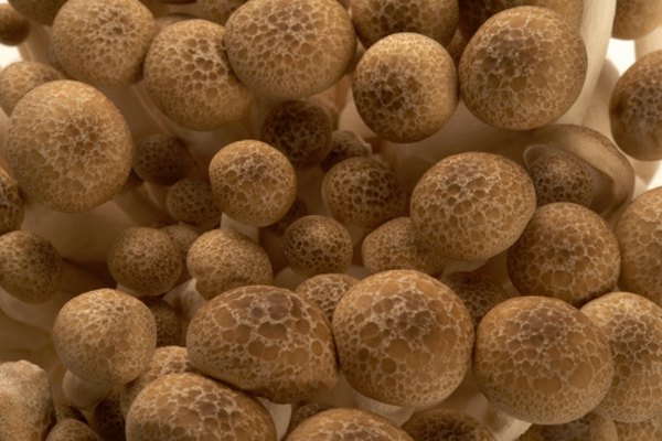 Estos hongos botón comestibles, tienen delgadas paredes de quitina.