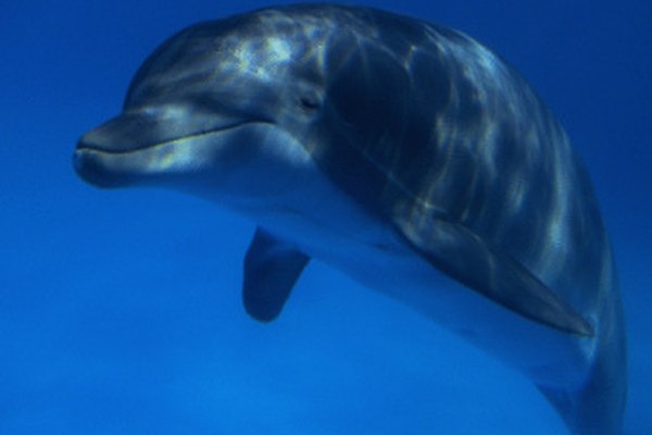Los delfines son mamíferos.