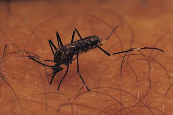Los mosquitos propagan la malaria mediante la inoculació de parásitos de esporozoarios en el torrente sanguíneo.